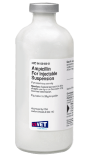 AMPICILLIN 25GM - 250 ML