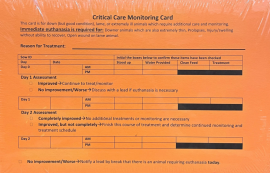 2 DAY RULE CARD ORANGE - 100 CT