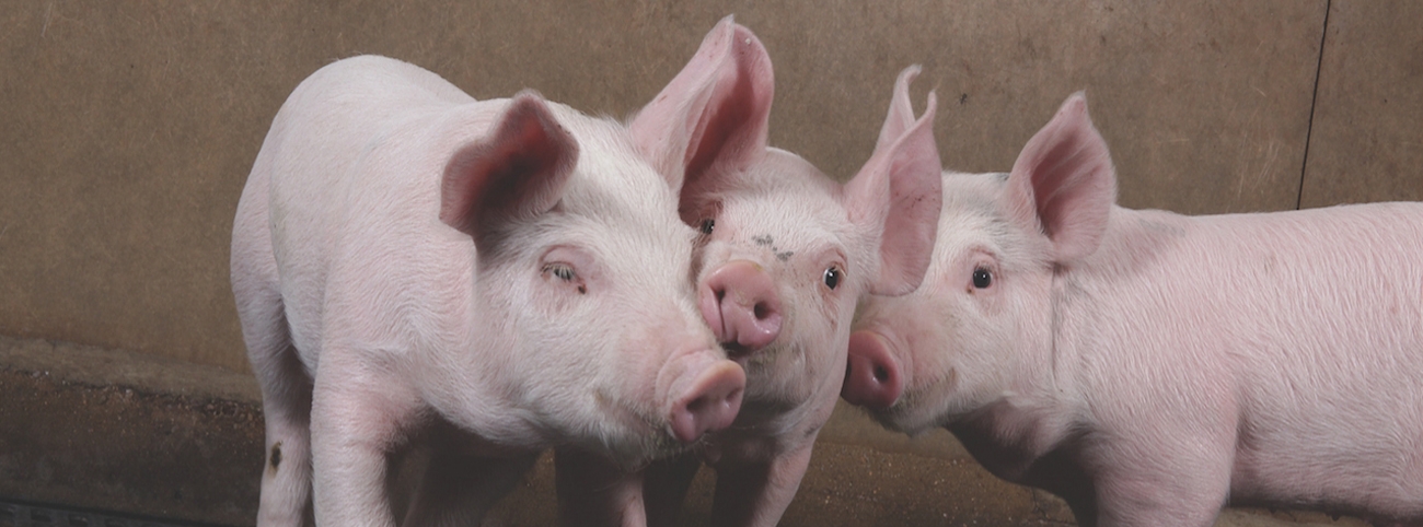 Mycoplasma Pneumonia