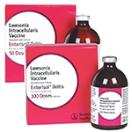 Enterisol Ileitis Non-Frozen