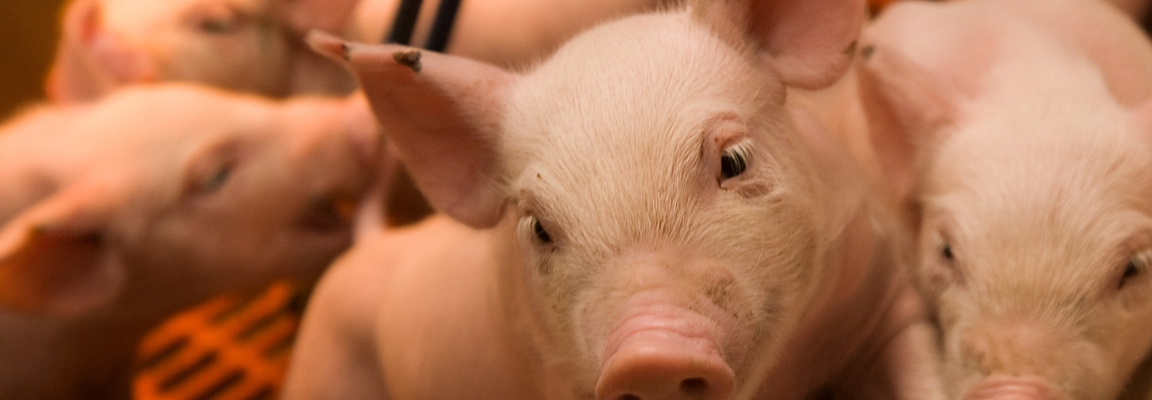 Porcine Circovirus Infected Pigs