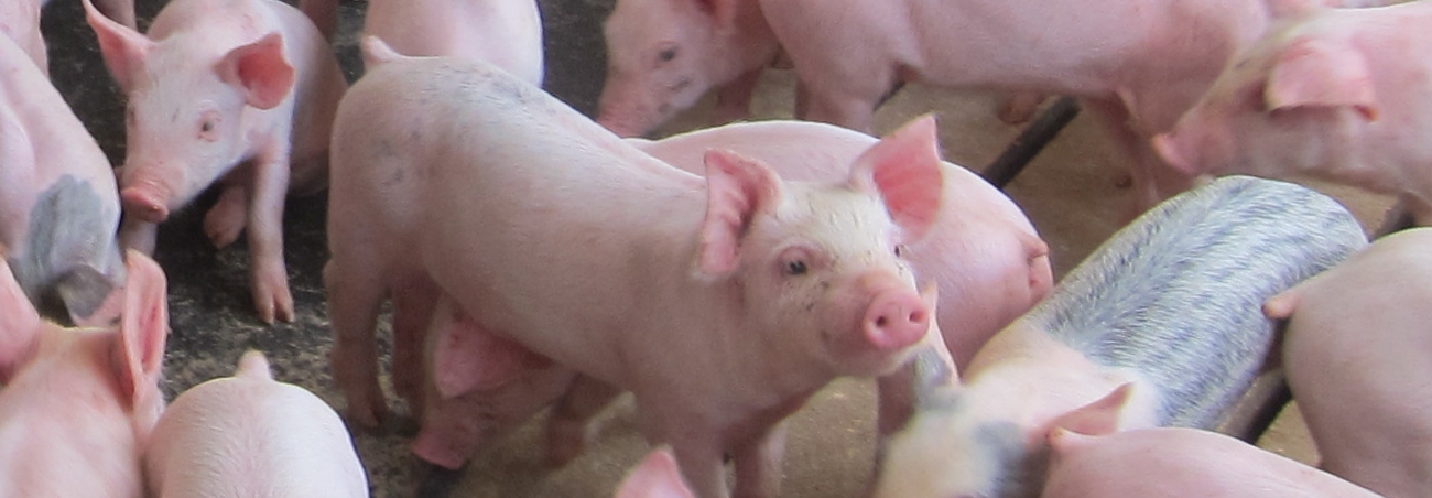 Porcine Parvovirus (PPV)