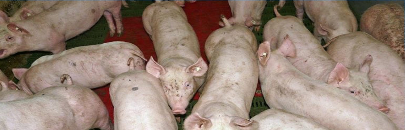 Porcine Circovirus Infected Pigs