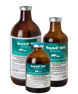 Baytril 100 cattle and swine antibiotic