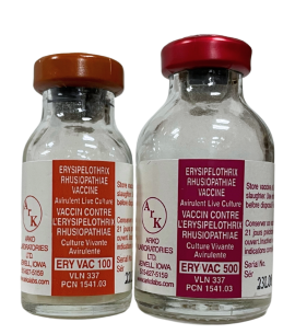 Ery Vac Swine Vaccine for Erysipelas by Arko