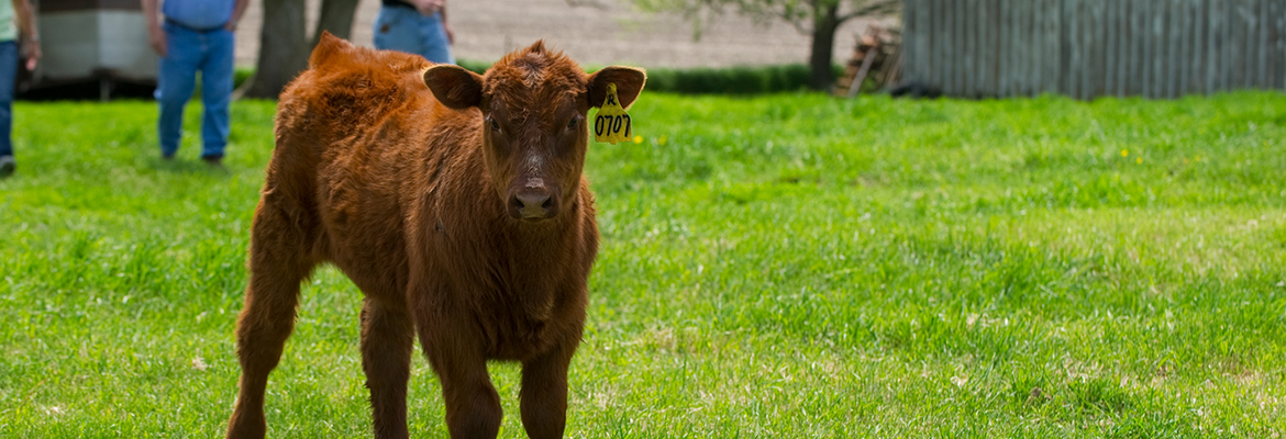 Bovine Cattle Farm Care