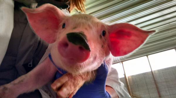 Pig of the Week: I MUSTACHE you a question!