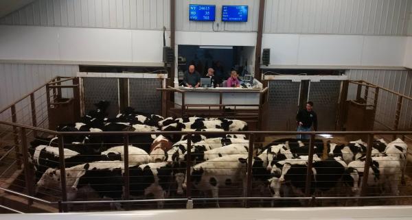Pipestone Livestock Auction Market