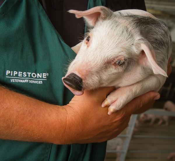 Three Ways to Better Manage Money on Pig Health