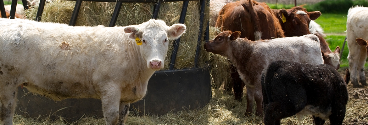 Beef Cattle Bovine Products