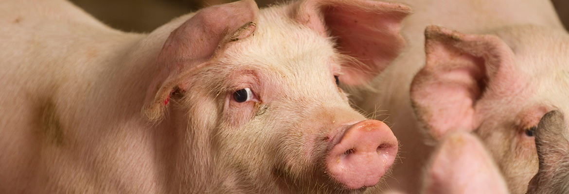 Pig Swine Products