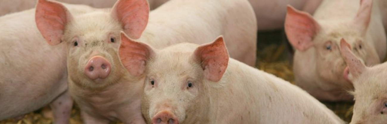 Salmonella infection in Swine